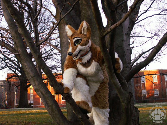 A fursuit dog in a tree. Source is https://www.deviantart.com/seethemutt/art/Tree-Dog-286481815, and you get what you clicked on.